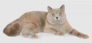 Лилово-кремовая черепаха британский котенок. Британец черепахового окраса       
